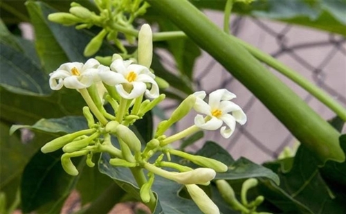 Uống nước lá, hoa đu đủ thay nước lọc có tốt không?